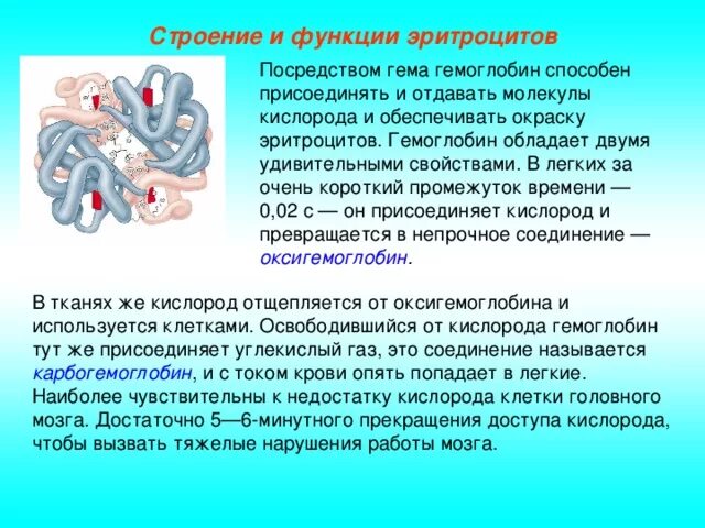 Соединение кислорода в крови. Гемоглобин строение и функции. Эритроциты строение и функции. Эйроцитры строение и функции. Строение и функции эритроцитов и гемоглобина.