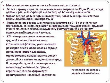 Особенности сосудистой системы