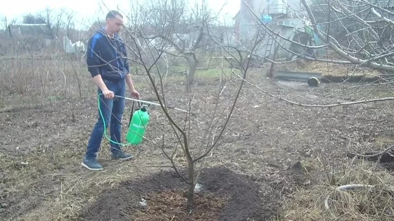 Можно ли опрыскивать купоросом деревья. Медный купорос обработка деревьев яблони. Железный купорос для яблони. Железный купорос для винограда весной. Медный купорос обработка кустарников.