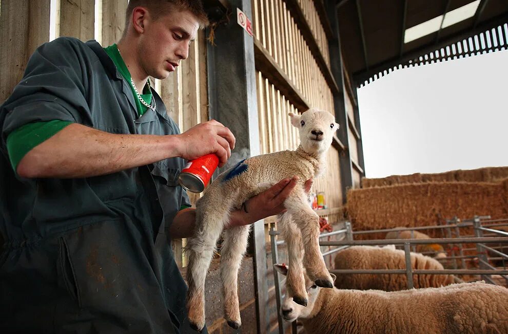 Фермер с животными. Профессия фермер. Сарай для животных для детей. Животновод для детей. Работник фермы.