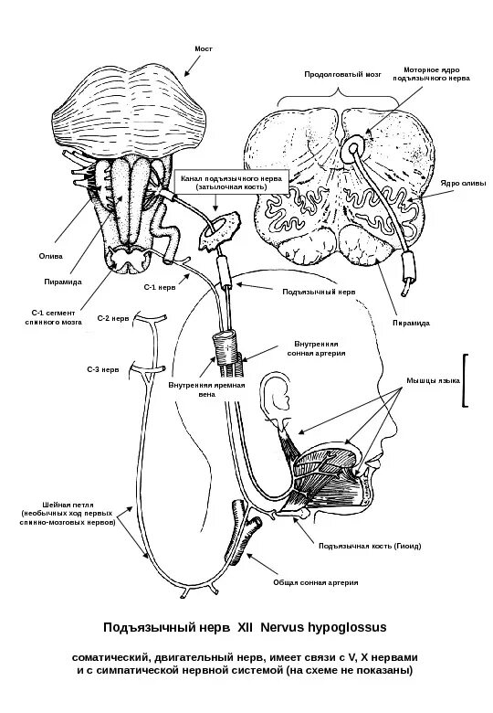 Подъязычный нерв анатомия схема. Проводящие пути подъязычного нерва схема. Схема иннервации подъязычного нерва. Ход подъязычного нерва схема. Поражение подъязычного нерва
