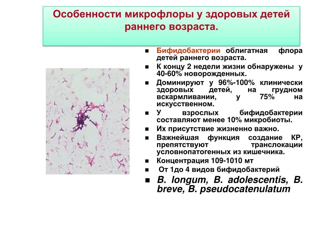 Бифидобактерии норма. Особенности формирования микрофлоры у детей. Периоды формирования микрофлоры человека. Нормальная микробиота человека микробиология. Функции кишечной микрофлоры микробиология.