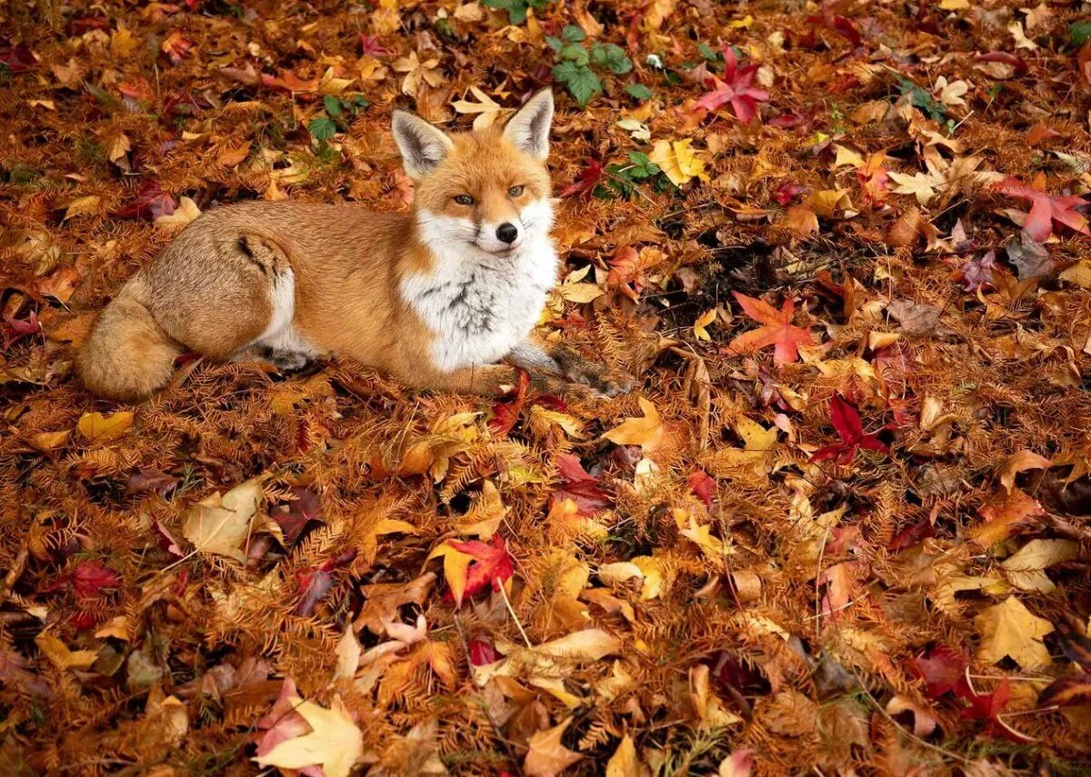 Животные осенью. Лиса осень. Звери осенью в лесу. Лиса осенью.
