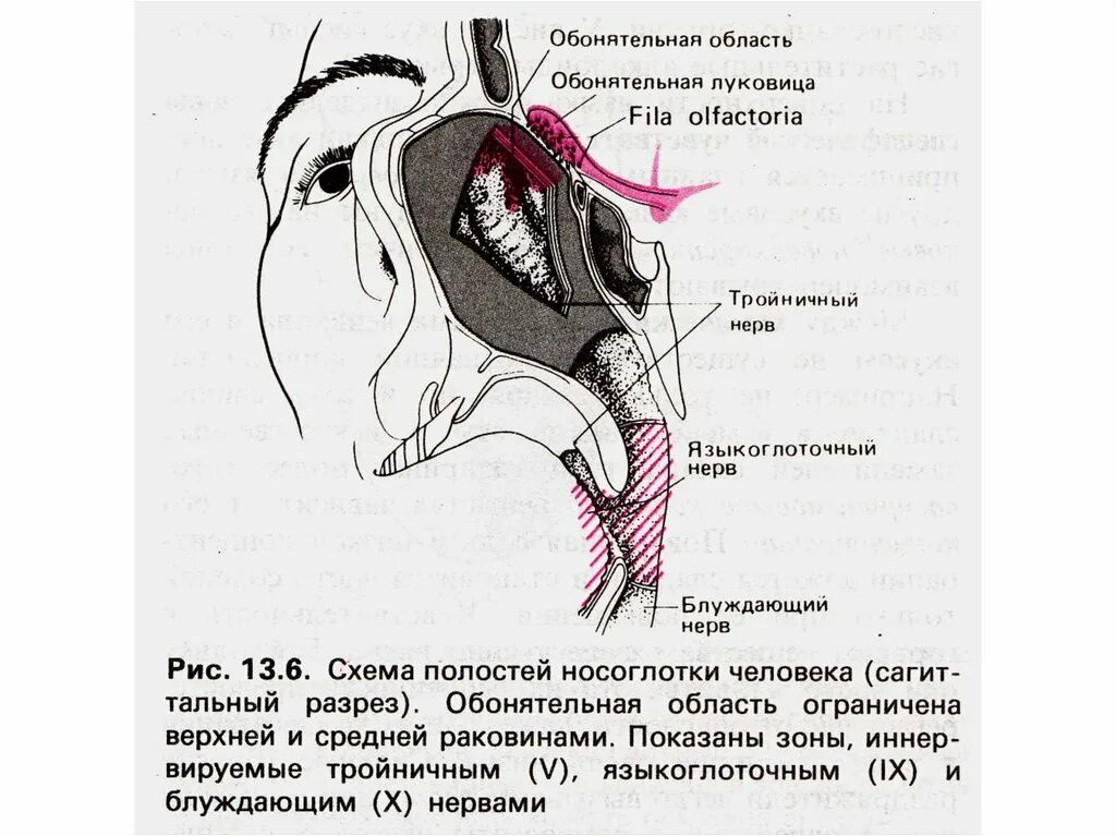 Обонятельный тракт схема. Обонятельные нервы схема. Схема обонятельной сенсорной системы. Обонятельный анализатор схема. Обонятельно звуковой