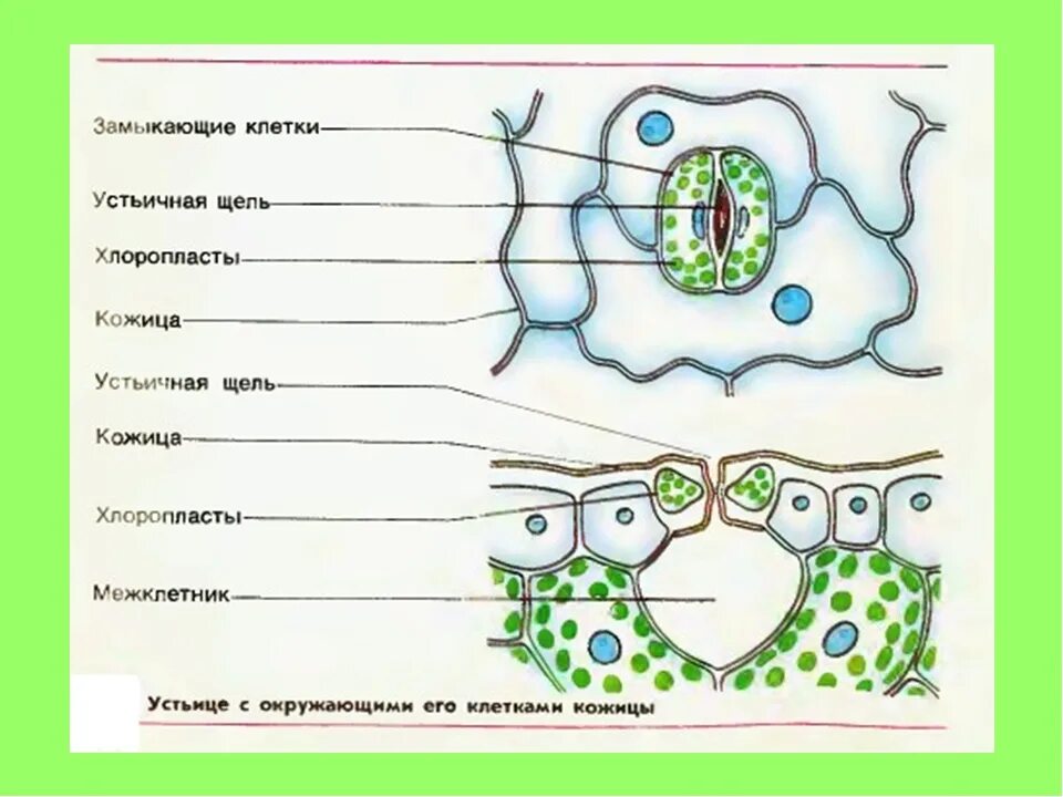 Хлоропласты в устьицах. Схема строения устьица растений. Как выглядят замыкающие клетки устьиц. Схема строения устьица листа. Внутреннее строение листа устьица.