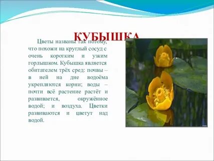 Описание кубышки
