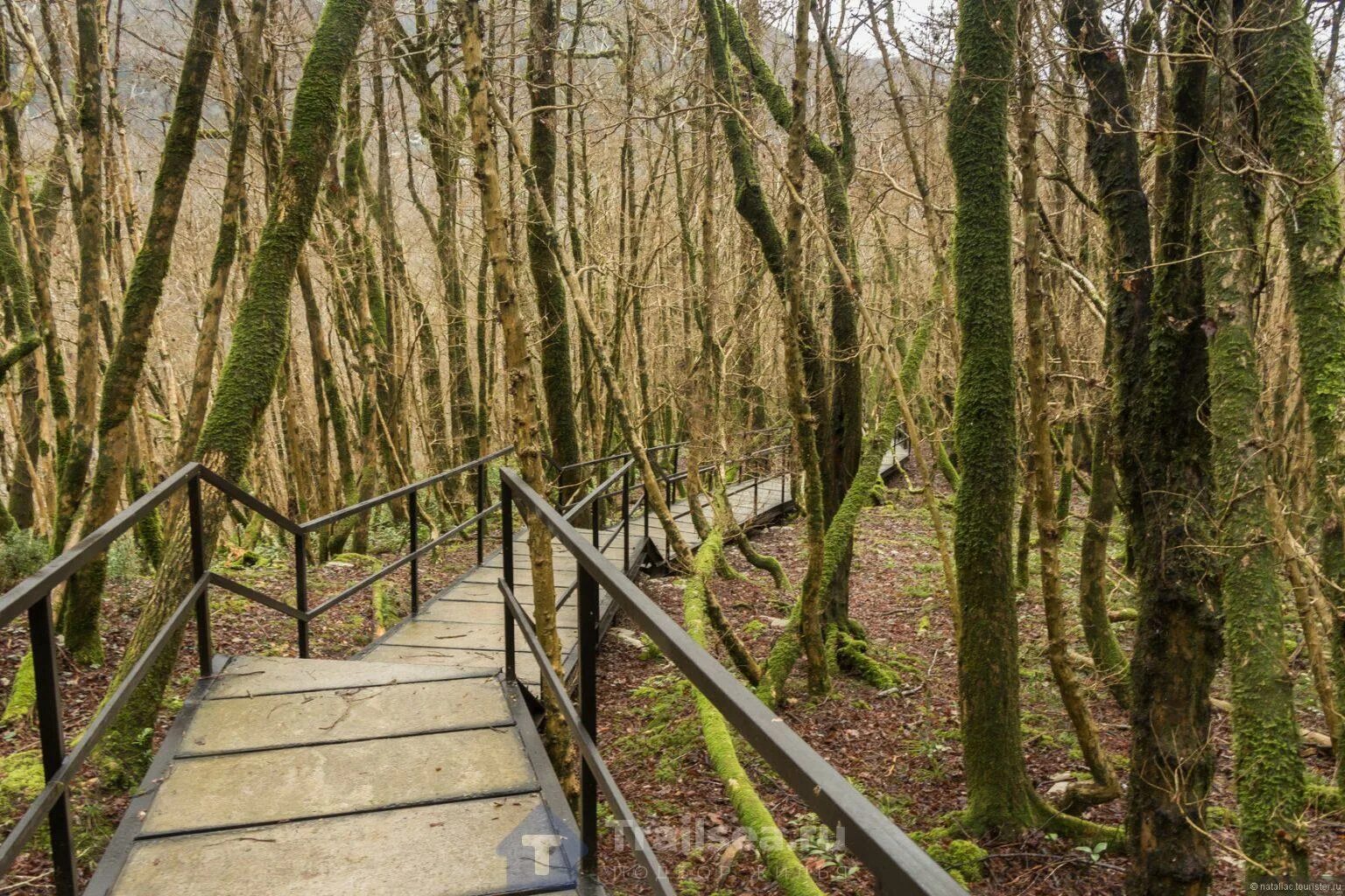 Тисо-самшитовая роща в хосте сочи. Тисо самшитовая роща адлер. Тисосамшитовач роща сочи. Самшит в тисо самшитовой роще. Тисо самшитовая роща псахо.