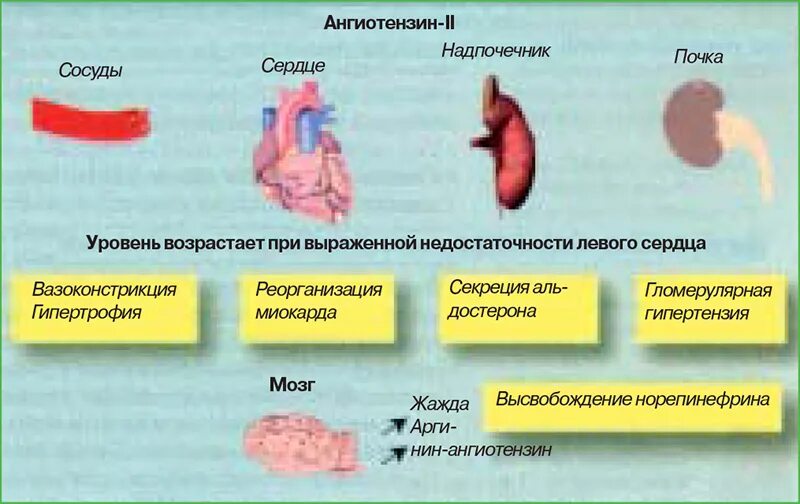 Застойная сердечная недостаточность. Модели сердечной недостаточности. Патофизиология сердца. Экспериментальные модели сердечной недостаточности. Застойная сердечная недостаточность печень.