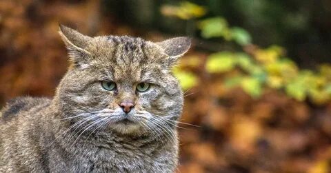 Коте т