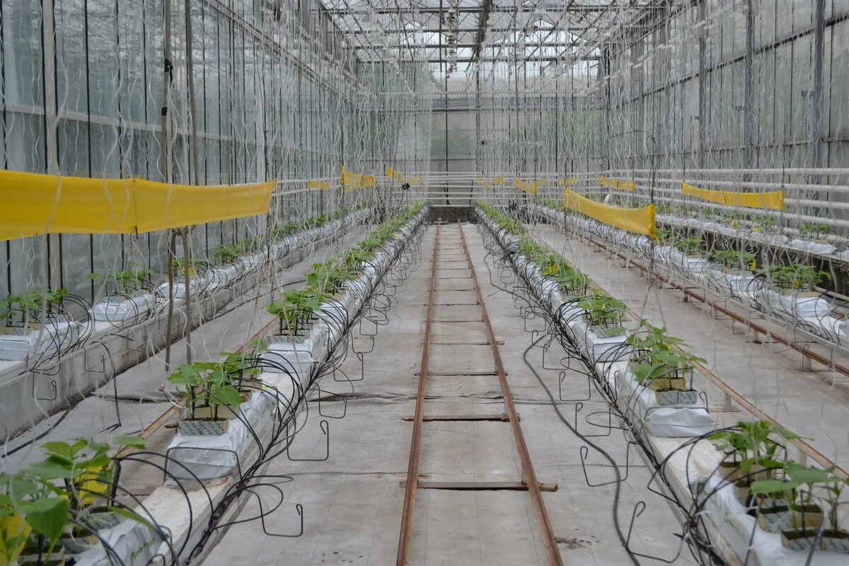 тепличный комплекс саюри якутск. саюри тепличный комплекс. риат тепличный комплекс. тепличный агрокомплекс ооо «саюри». теплицы саюри в якутске.