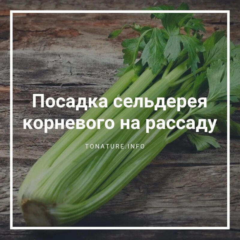 Когда садить сельдерей. Сельдерей черешковый посев. Сельдерей черешковый корневой семена. Рассада сельдерея черешкового. Посадка черешкового сельдерея сельдерей.