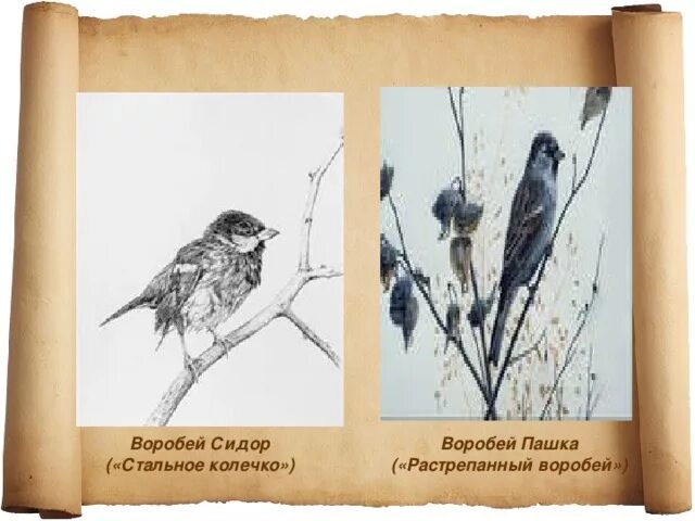 Как описывается воробей пашка в рассказе растрепанный. Растрепанный воробей. иллюстрации к рассказу растрепанный. иллюстрации к рассказу паустовского растрепанный воробей. воробей сидор.