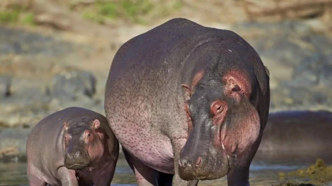 Какое самое глупое животное. Hippopotamus amphibius бегемот. толстое животное. самое глупое животное гиппопотам. жирный бегемот.