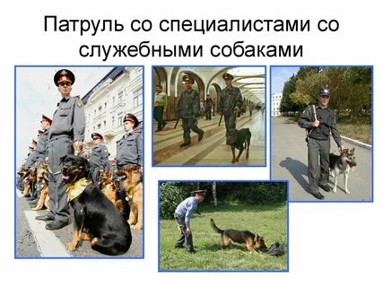 Служебные собаки детям