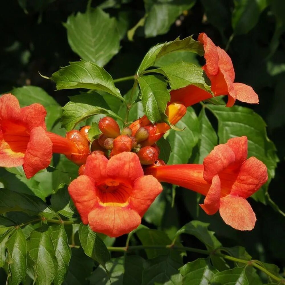 Саженцы кампсиса в москве. Campsis radicans (кампсис). Саженцы кампсиса в москве. Кампсис джуди. Кампсис укореняющийся.