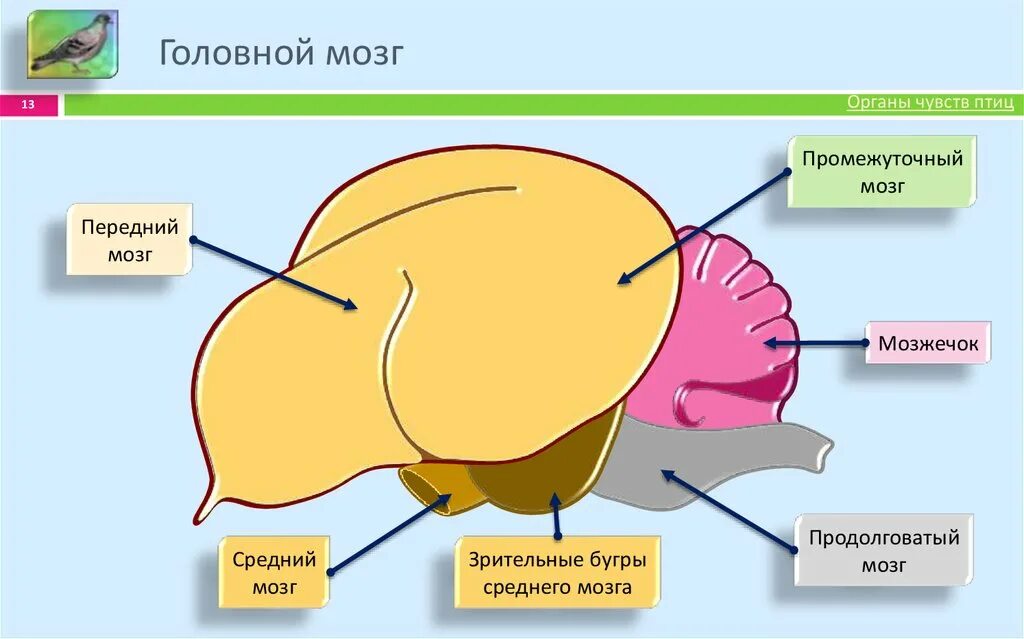 Промежуточный мозг птиц. Строение головного мозга птиц. Отделы головного мозга у птиц. Головной мозг птиц промежуточный мозг. Продолговатый мозг у птиц