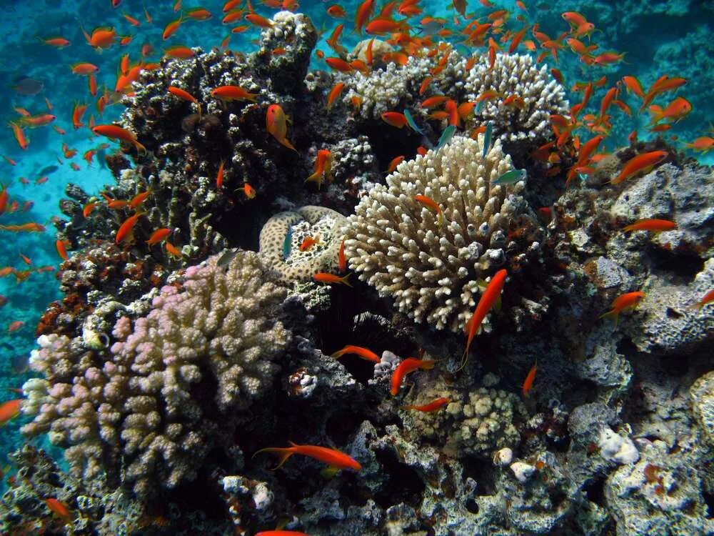 Сообщество кораллового рифа. Рифы красного моря. Коралловый риф в Пицунде. Кораллы красного моря. Рыбы коралловых рифов.