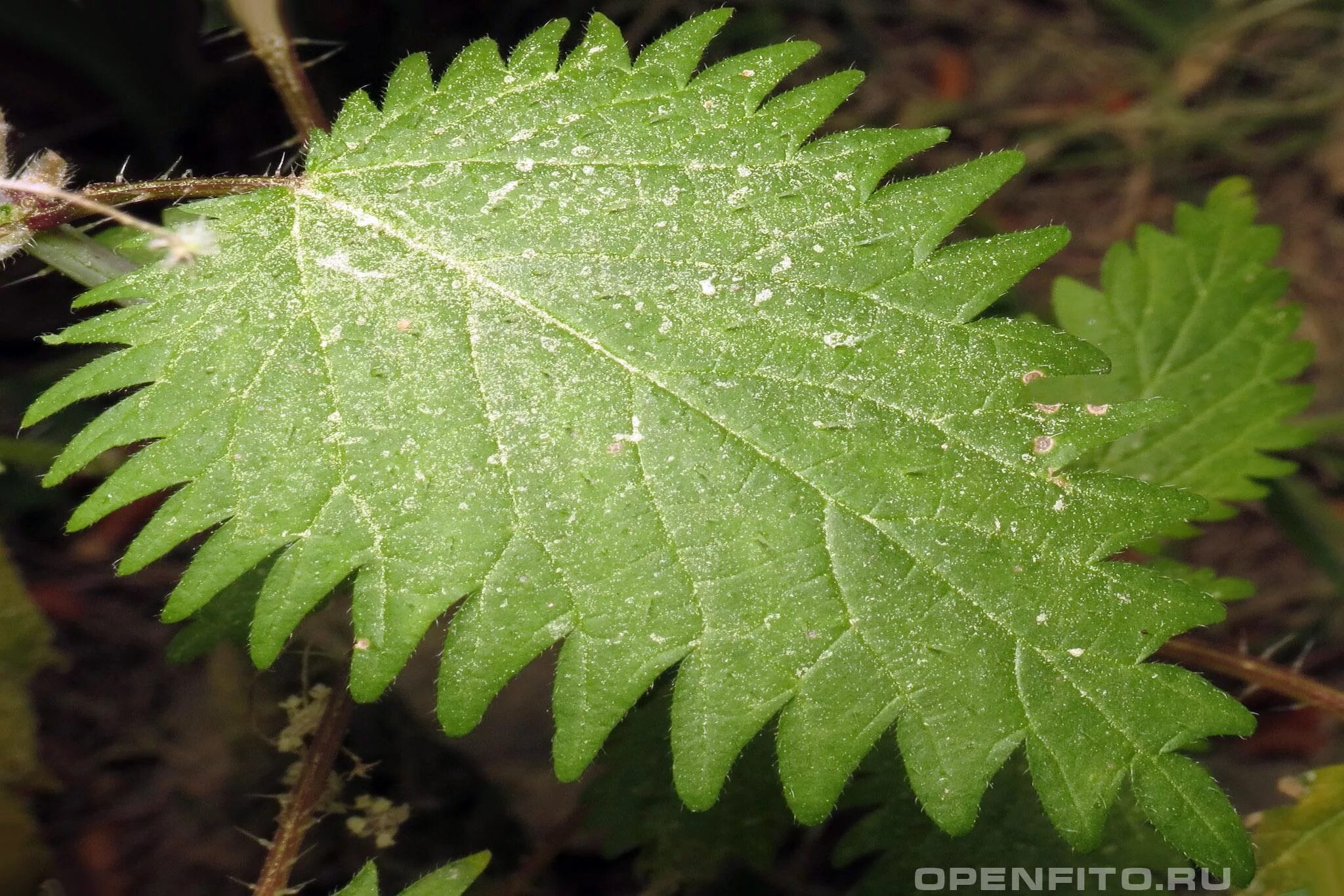 Крапива шариконосная. Крапива пикульниколистная. Крапива шариконосная (Urtica pilulifera). Крапива коноплёвая листок. Крапива болезнь