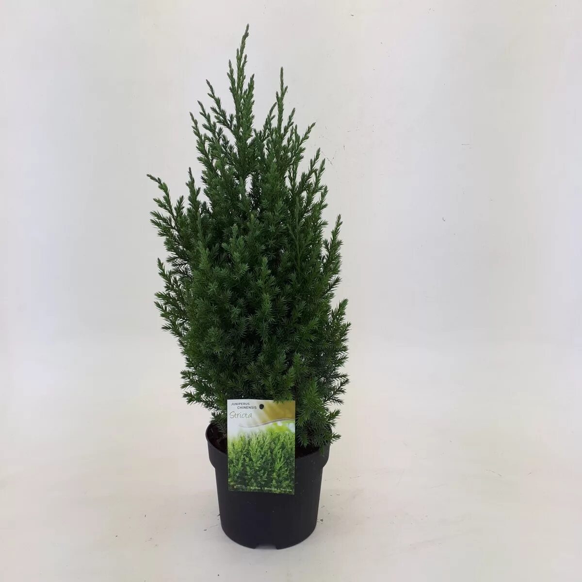 Juniperus chinensis