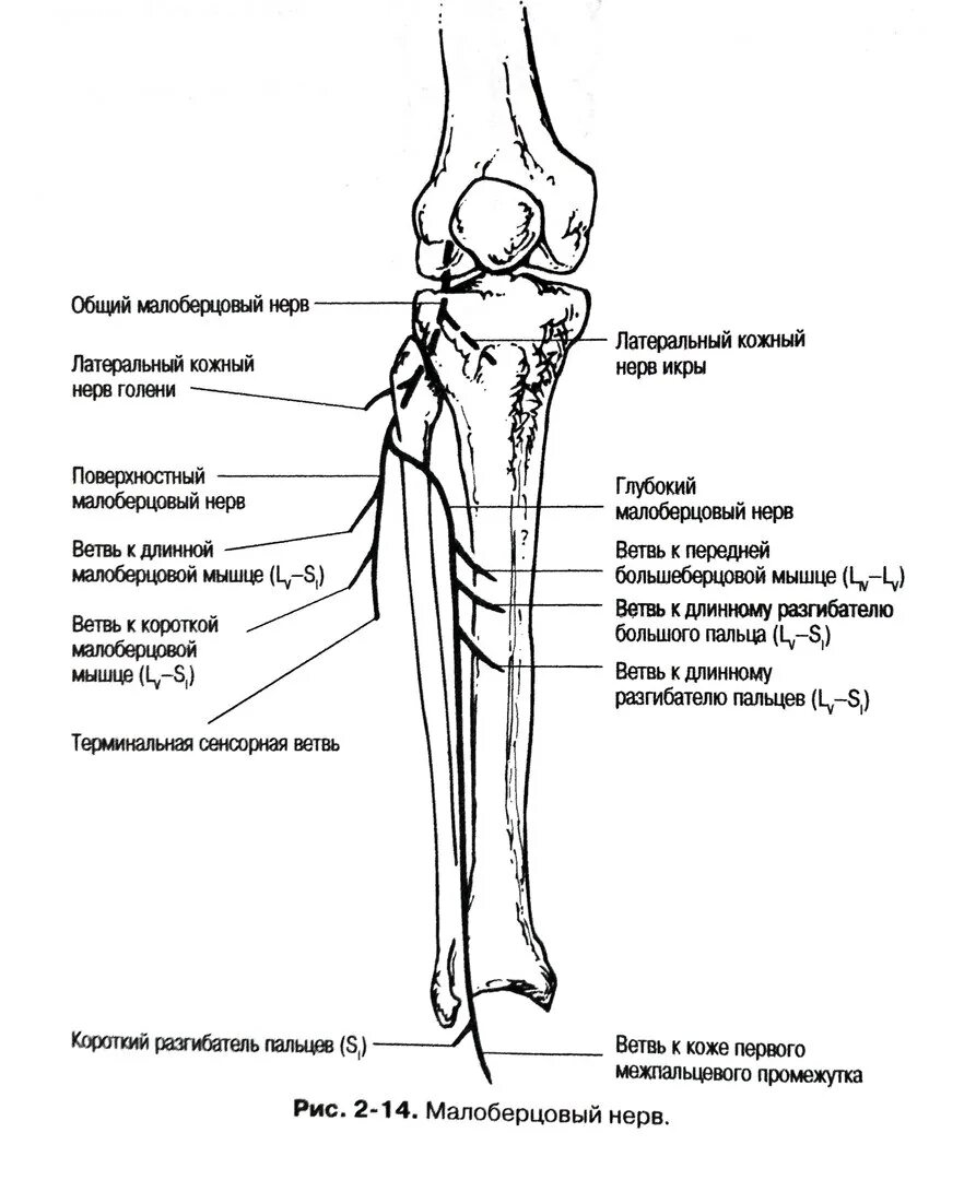Большеберцовый нерв анатомия схема. Малоберцовый нерв анатомия схема. Поверхностный малоберцовый нерв иннервация. Общий малоберцовый нерв ветви. Большеберцовая нейропатия