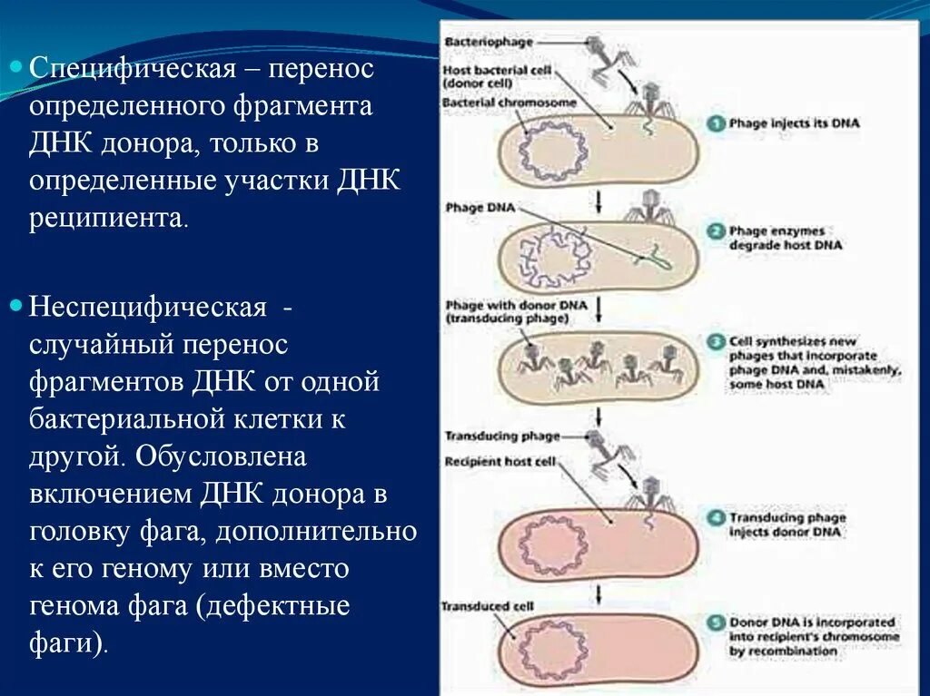 Донор днк. Перенос определенного фрагмента ДНК донора только в определенный. Перемещение фрагментов ДНК. Организация генома бактериофага. Генетика микроорганизмов.