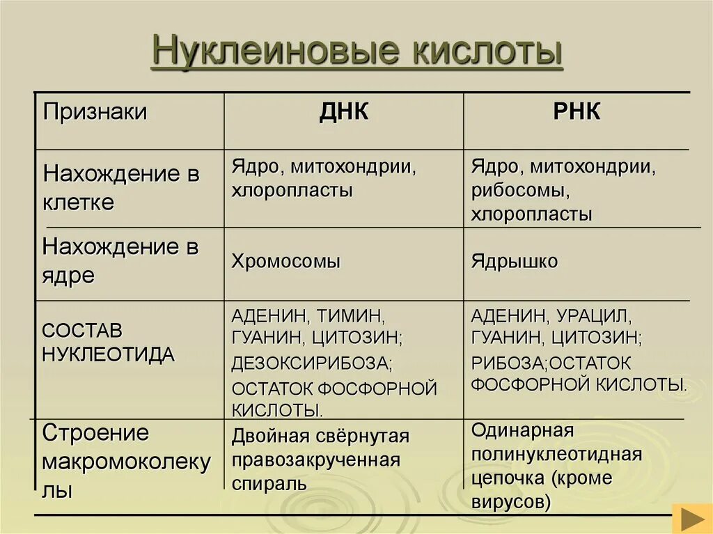 Строение типы и функции нуклеиновых кислот. Строение нуклеиновых кислот ДНК И РНК. Строение и роль нуклеиновых кислот ДНК И РНК. Нуклеиновые кислоты рнк функции