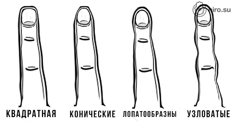 Что говорит форма рук. Форма пальцев на руках. коническая форма пальцев. типы пальцев на руках. нормальная форма пальцев на руках.