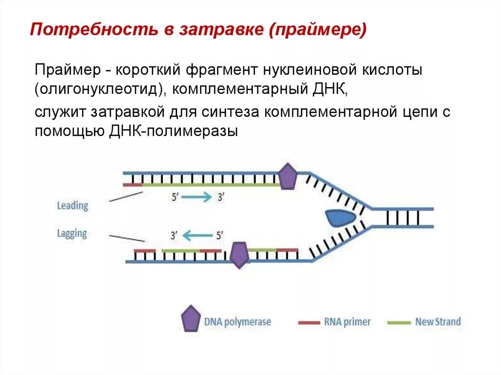 Короткие цепи днк. Синтез ДНК репликация биохимия. Репликация РНК Праймеры. Исходный продукт синтеза РНК ферментом РНК полимераза. Праймеры репликации ДНК.