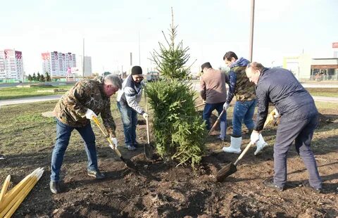 Посадки 2019