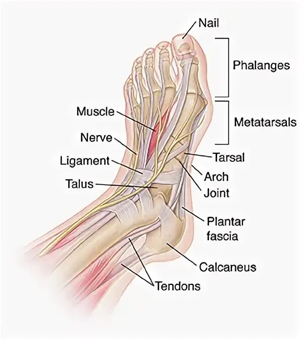 Foot parts. Parts of foot. Upper Part of the foot. Arch Joint.