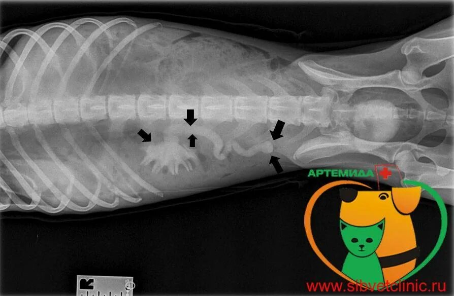 Заболевания почек у кошек. Рентген брюшной полости кота.