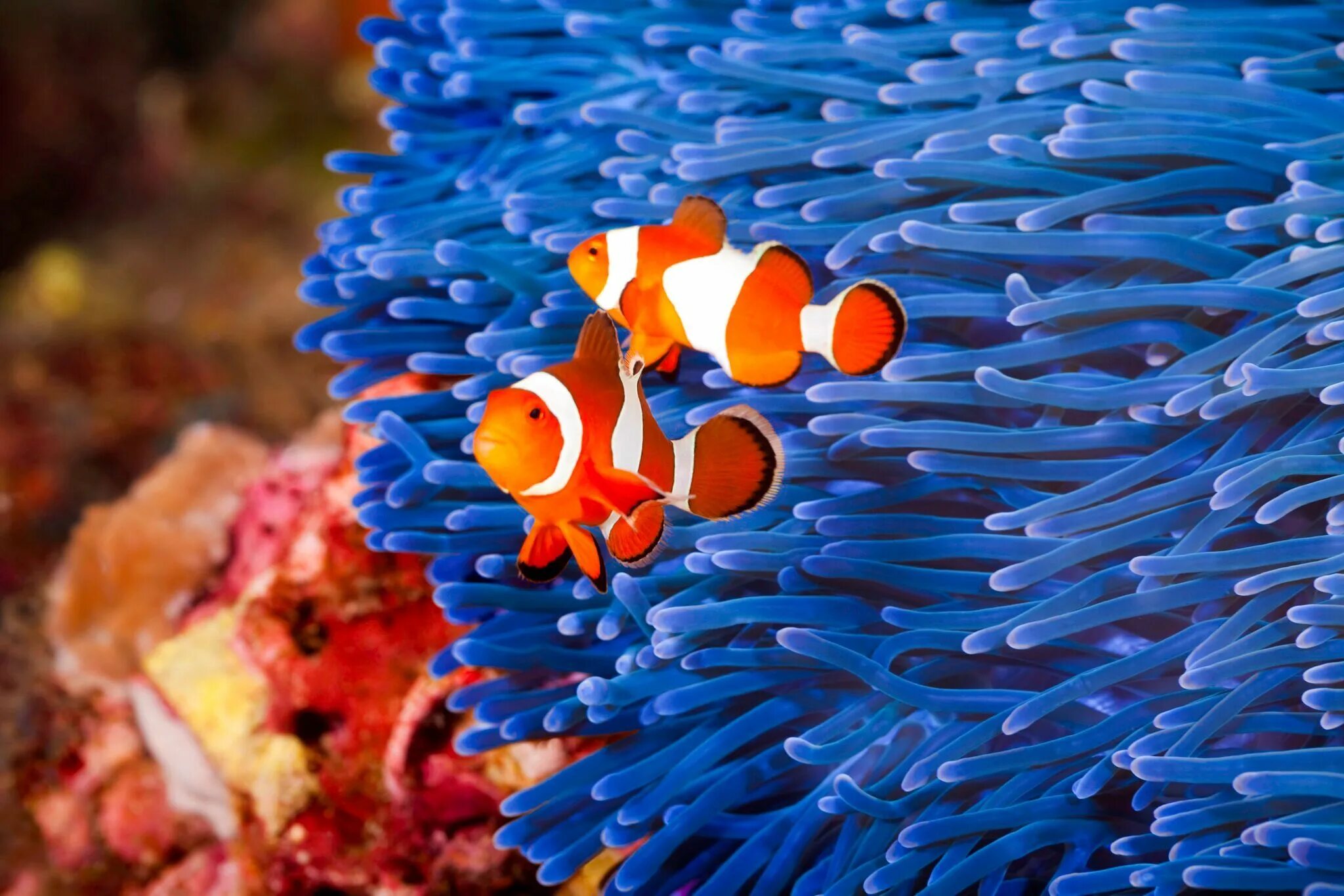 Оранжевый амфиприон. Оранжевый амфиприон. Рыба клоун амфиприон. Amphiprion sebae. Амфиприон клоун.