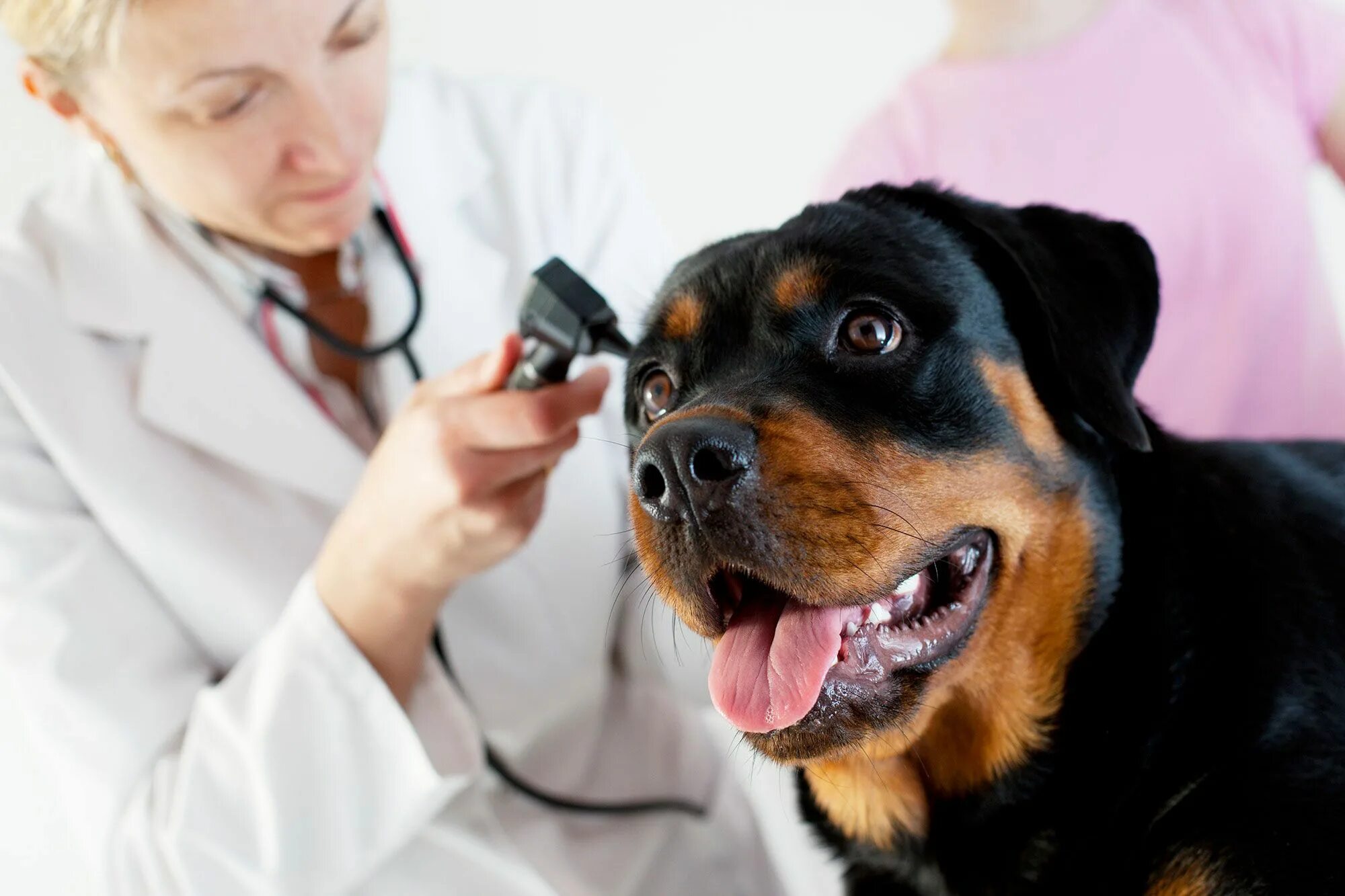 Обследование собак. Ротвейлер вакцинация. Обследование собаки. Осмотр собаки. Ротвейлер в ветклинике.