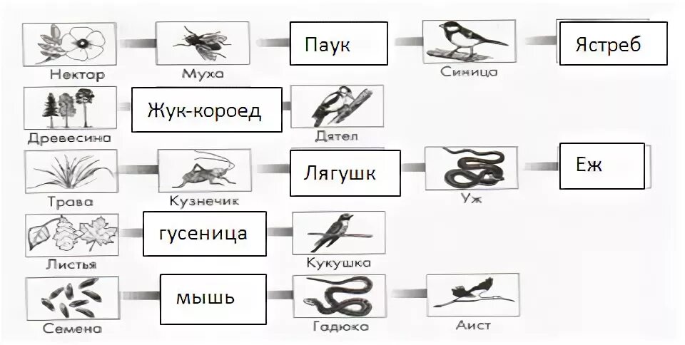 Нектар цветов муха синица цепь. Пищевая цепь нектар цветов Муха синица. Нектар цветов Муха синица цепь питания. Пищевая цепь нектар цветов Муха.