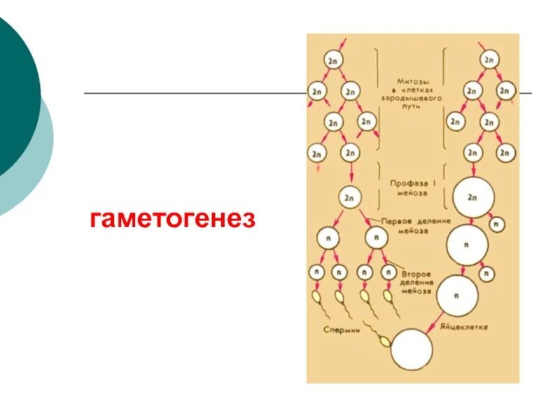 Схема гаметогенеза таблица. Гаметогенез ЕГЭ биология. Гаметогенез схема ЕГЭ. Спорогенез и гаметогенез. Гаметогенез время