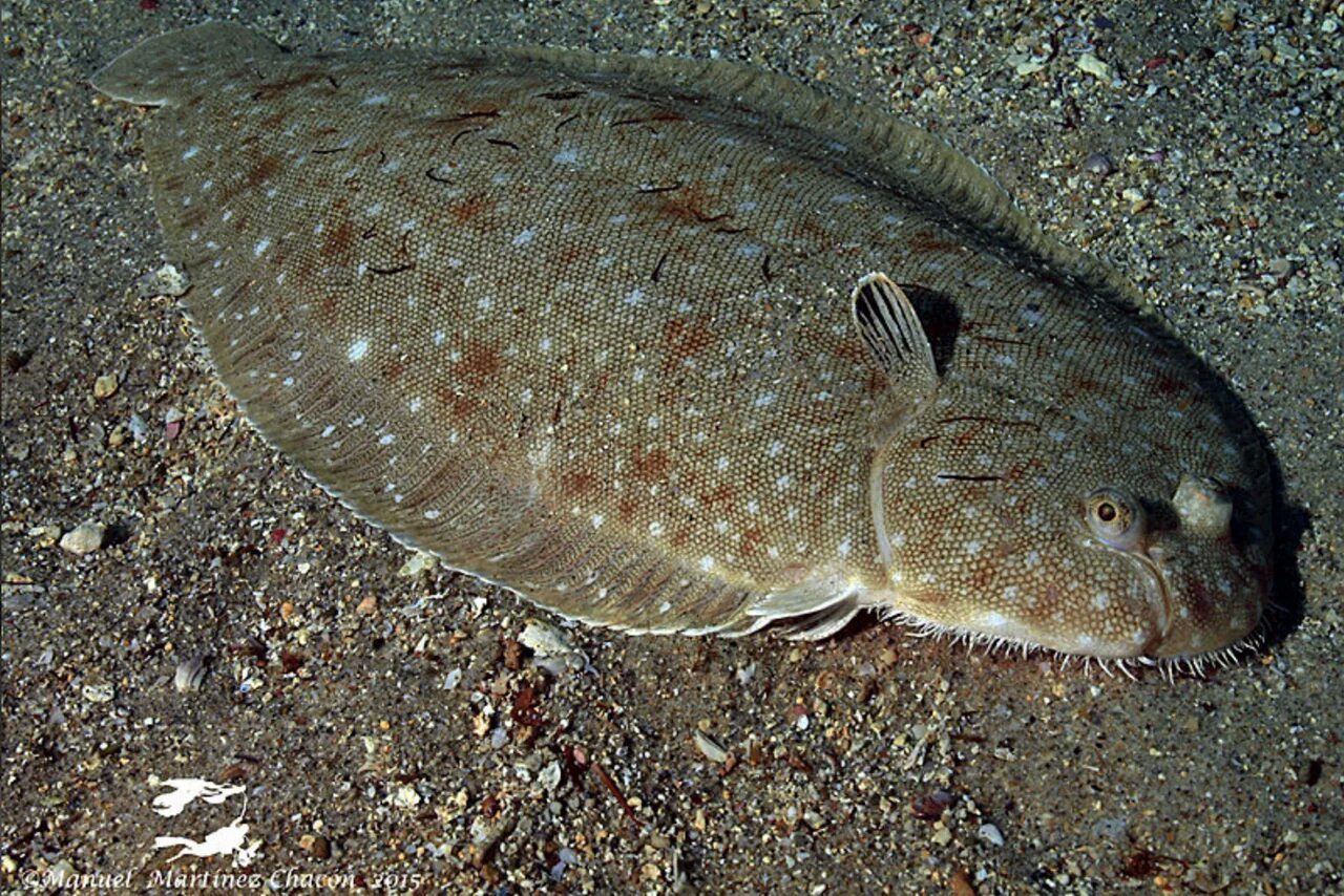 Морской язык слова. Solea Solea. Европейская солея. Морской язык рыба фото. Глазастая короткопёрая солея.