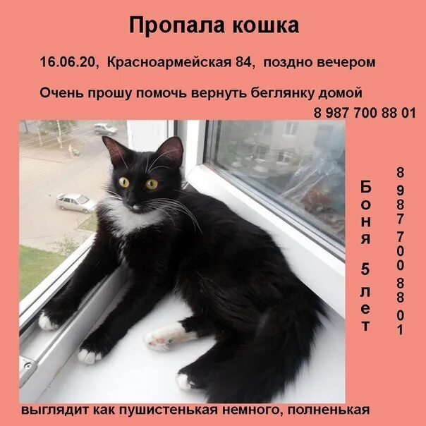 Кошка пришла и ушла. Потерялся кот. Пропала кошка. Пропал котенок. Кошка возвращается домой.