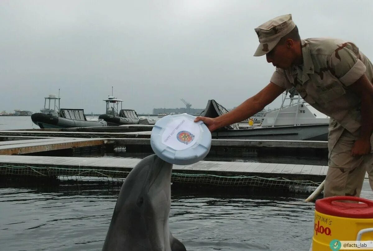 Дельфины террористы. Боевые дельфины. Боевые морские животные. Дельфины на службе в армии. Дельфины в ВМФ США.