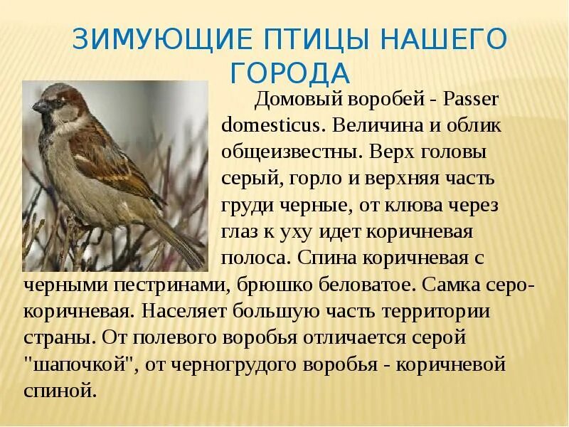 Сообщение о птице 2 класс. Сообщение о птицах. Рассказ о зимующих птицах. Информация о Воробье. Доклад о зимующих птицах.