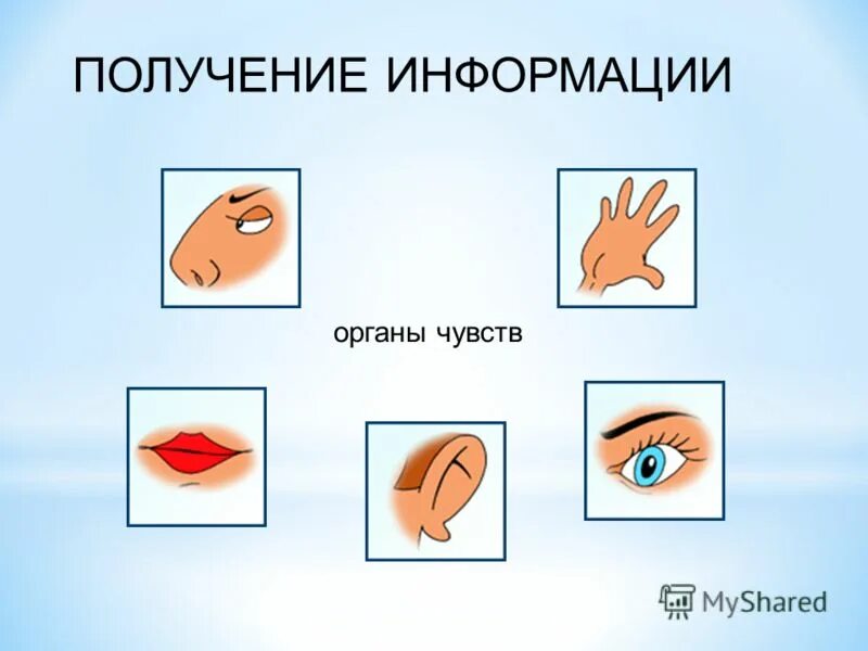 При помощи какого органа чувств. При помощи какого органа чувств