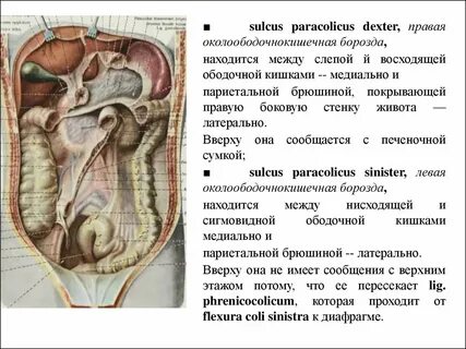 Правая борозда