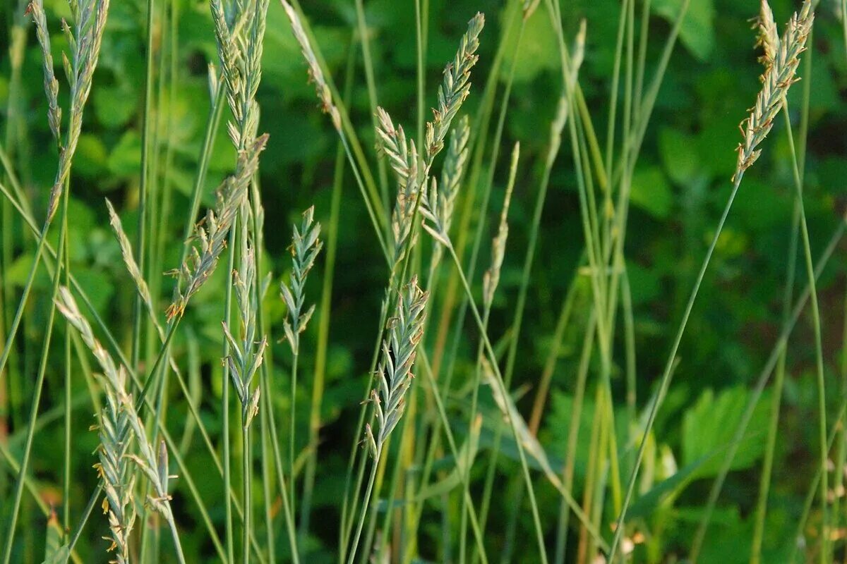 Как выглядит пырей. Пырей ползучий. Пырей ползучий (Elytrigia repens). Пырей ползучий (Elytrígia répens). Пырей ползучий Agropyron repens.