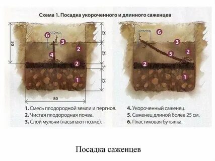 На каком расстоянии от забора сажать виноград