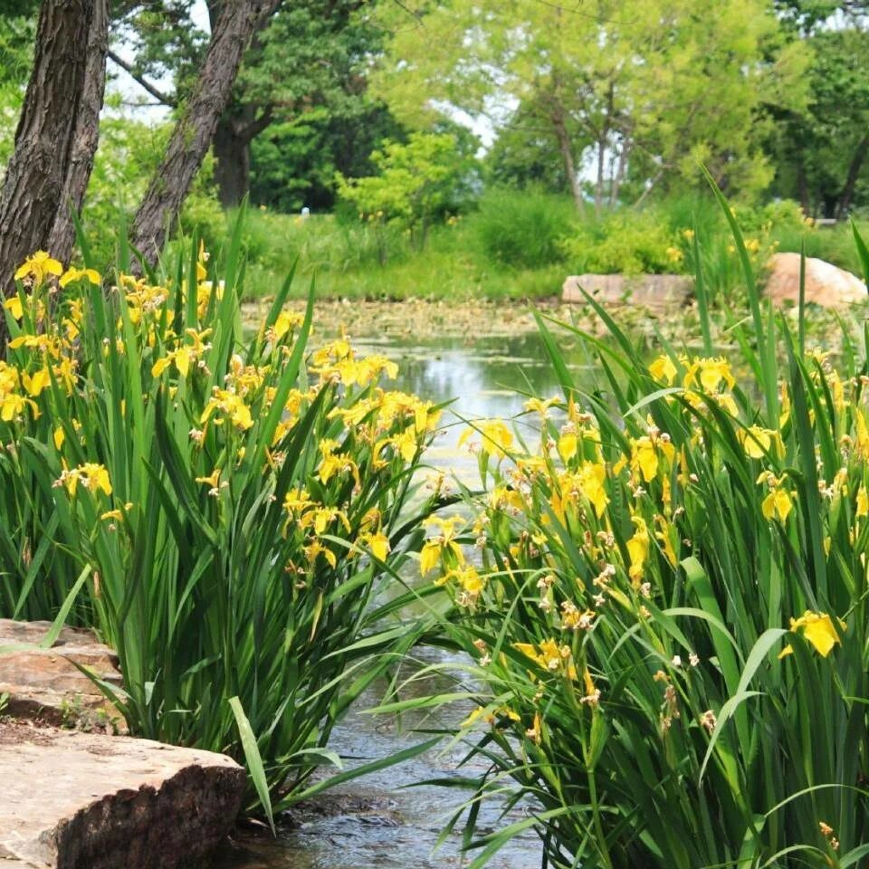 Ирис болотный фото. Ирис болотный. Ирис болотный (Iris pseudacorus `Flore Plena`). Ирис болотный желтый. Ирис болотный бастарда.