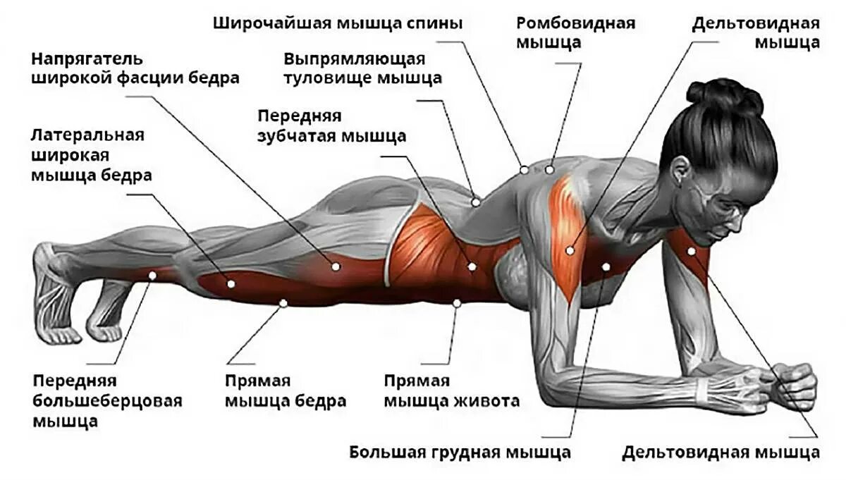 Включи какие упражнения. Планка группы мышц. Мышцы работающие в планке. Какие мышцы работают при планке. Мышцы которые задействуются при планке.