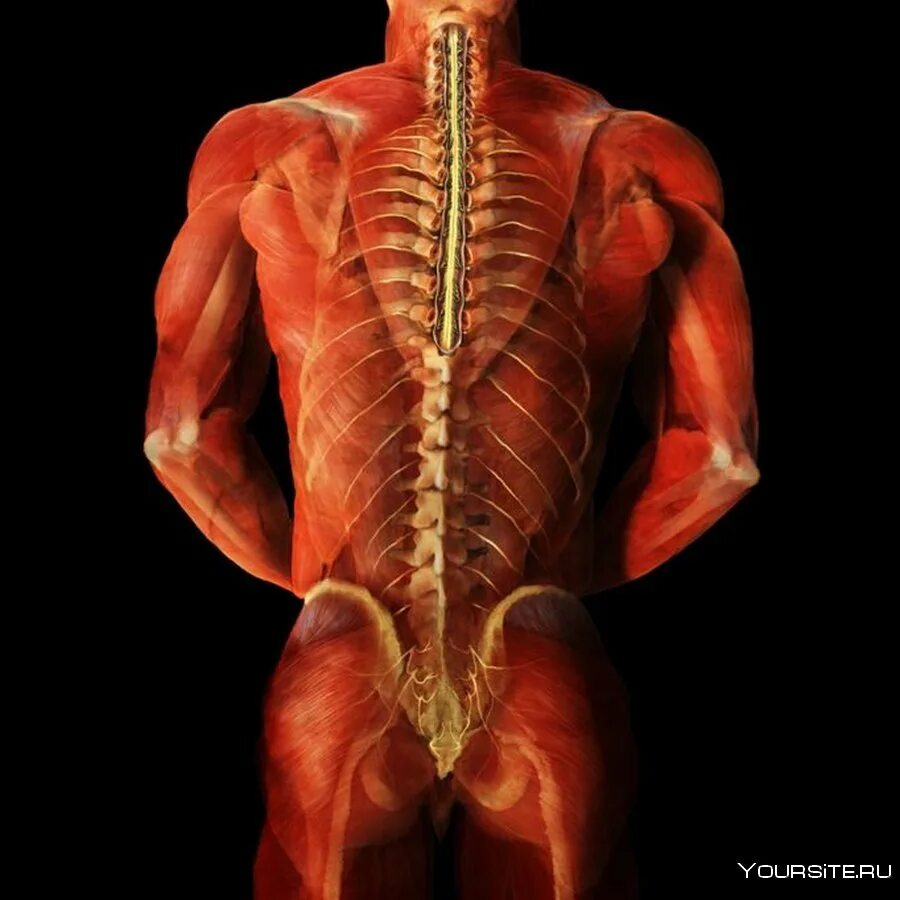 Поясничный апоневроз. Мышцы спины анатомия Синельников. Апоневроз широчайшей мышцы спины. Организм человека со спины.