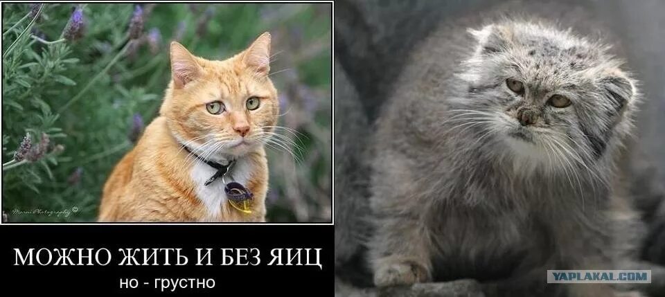 Жить без яиц. Без яиц жить можно но грустно. Коты без яиц. Жить без яиц можно но. Грустный кот без яиц.