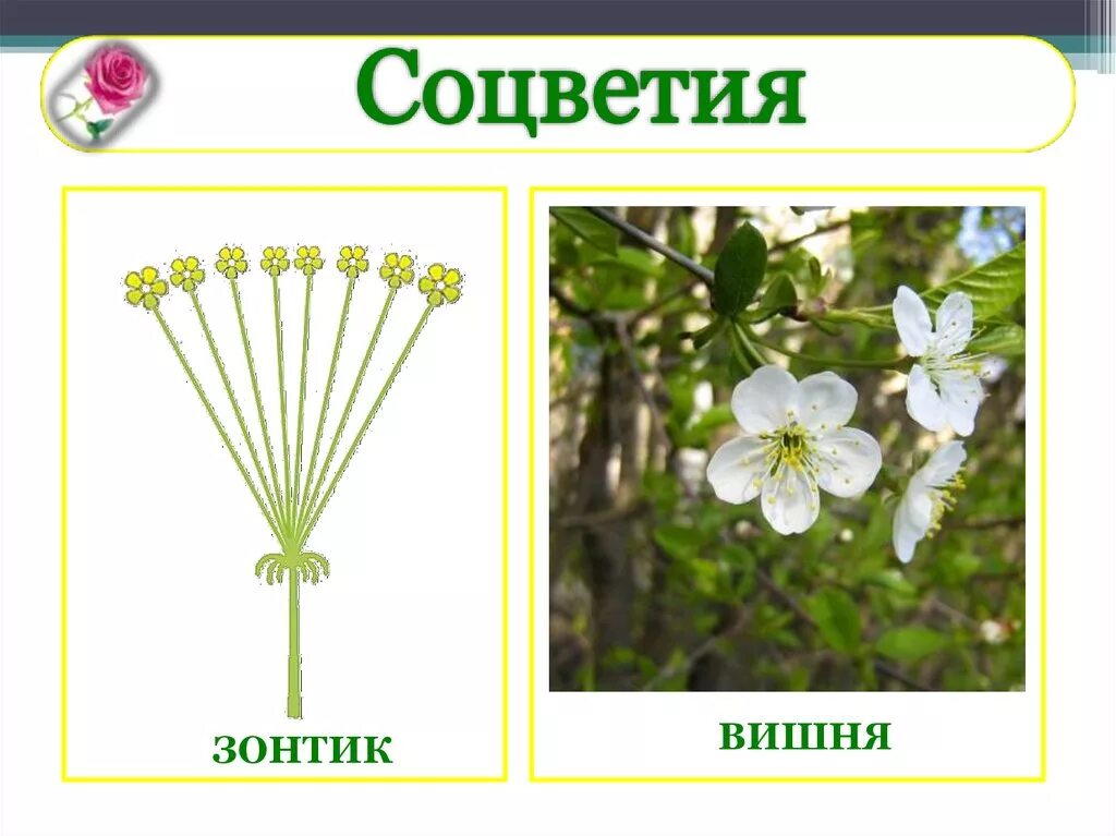 Виды соцветий и плодов. Семейство Розоцветные соцветие. Соцветие розоцветных растений. Строение соцветия розоцветных. Строение листа семейства Розоцветные.