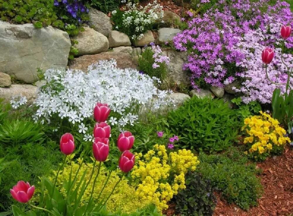 Луковичные в рокарии. Арабис в ландшафте. Миксбордер Каменистый сад. Почвопокровные тюльпаны. Какие цветы можно сажать в апреле