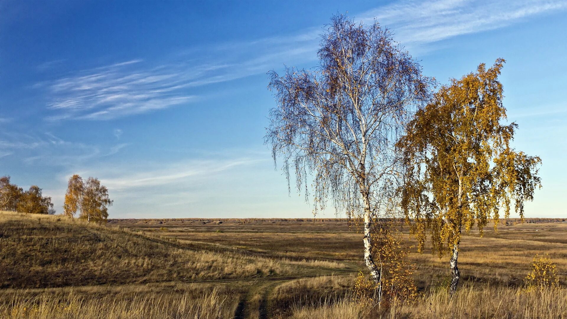 Родной край осенью. Деревья лесостепи в России березы. Березовые колки Западной Сибири. Березово-осиная лесостепь. Деревня береза поле Россия.